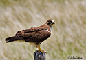 Buteo swainsoni